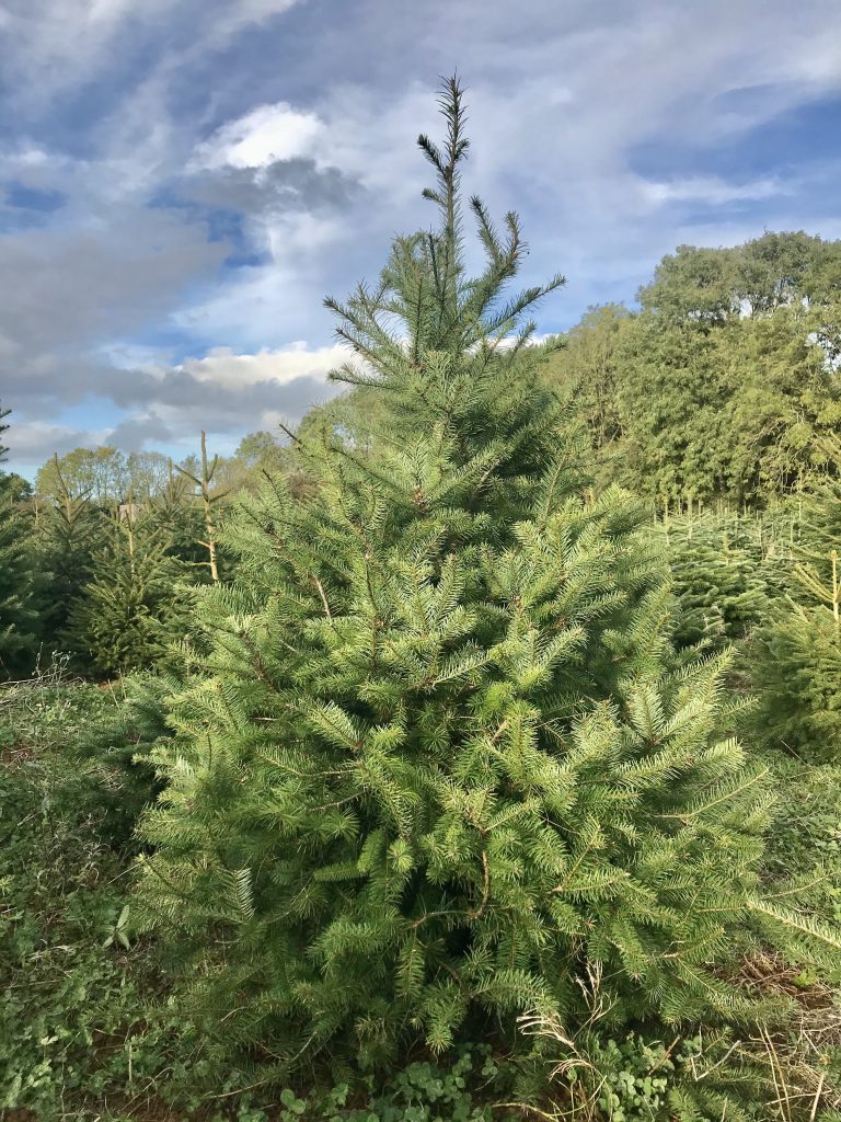 douglasfir