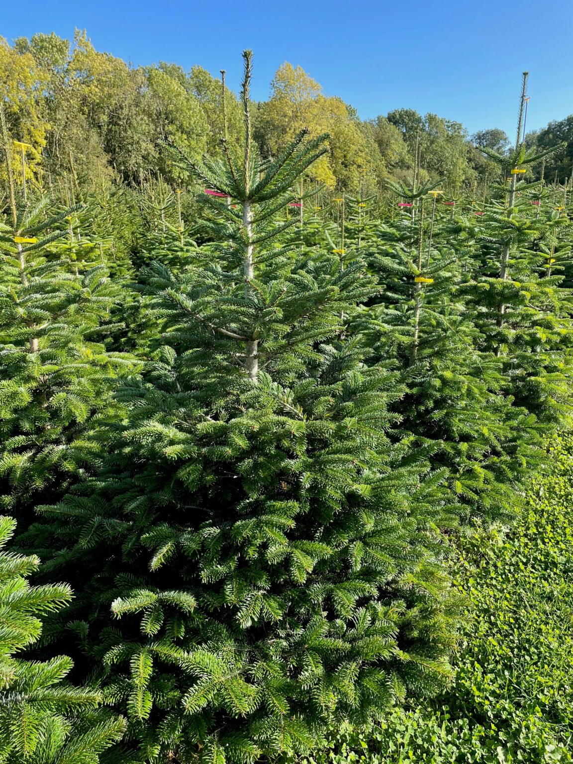 Nordmann Fir Warwickshire Christmas Tree Farm 2405